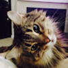 acelia_73